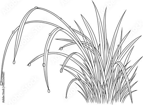 Grass blades dew drops nature plant growth spring summer fresh morning wet