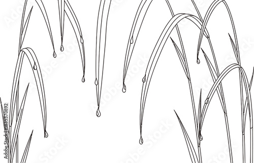 Grass blades dew drops nature fresh morning spring summer growth line art simple