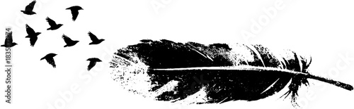 Black and white feather stencil with bird silhouette for urban art design