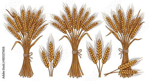 Various arrangements of golden wheat stalks, including tied bundles and loose ears, depicted in a classic hand-drawn style, symbolizing harvest and abundance.