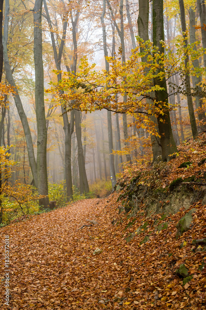 Obraz premium Foggy Autumn Forest Trail