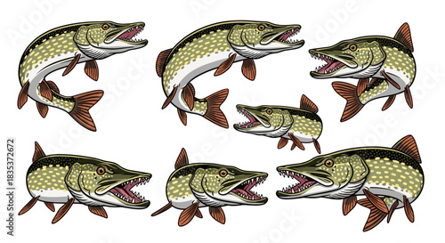 Multiple detailed illustrations of various pike fish in dynamic poses, featuring sharp teeth and aggressive open mouths, against a white background.