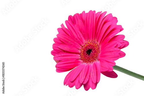 pink gerber daisy