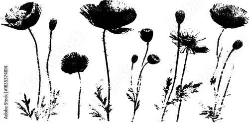 Monochrome stencil art of blooming meadow poppies for botanical design