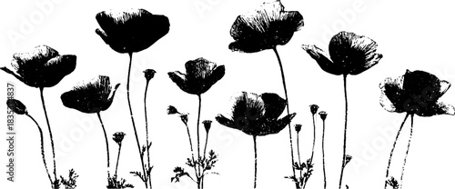 Black and white stencil illustration of blooming meadow poppies for nature design
