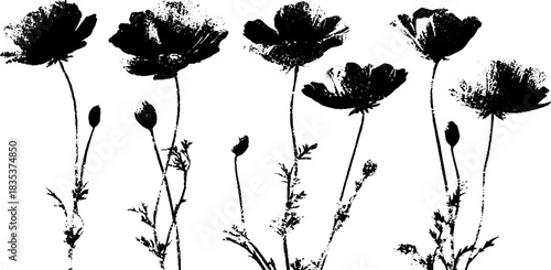Black and white stencil illustration of blooming meadow poppies for artistic design