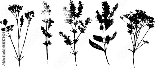 Black and white stencil illustration of bundled essential herbs for botanical design