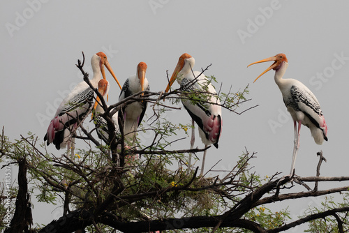 Painted Stork at Keoladeo National Park, India