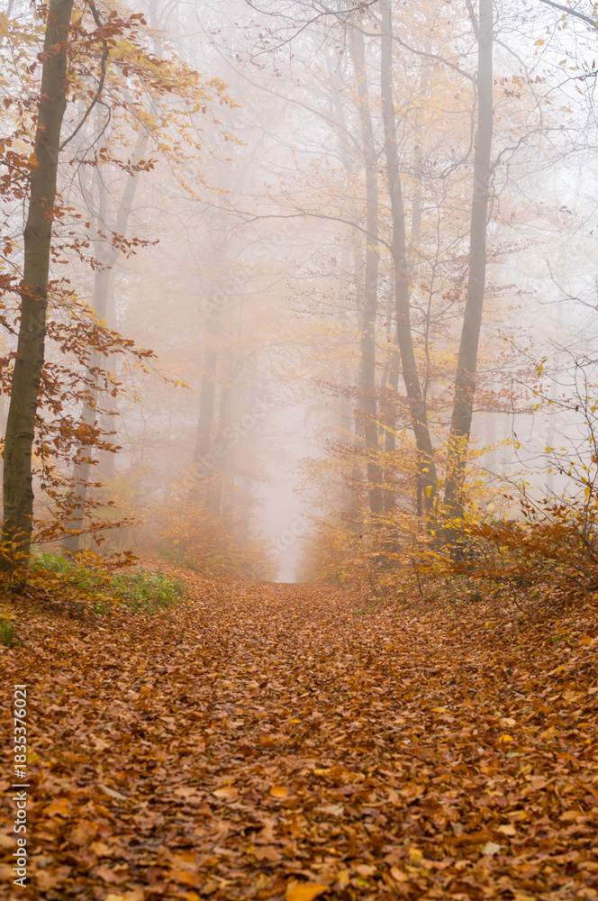 Obraz premium Foggy Autumnal Forest Trail