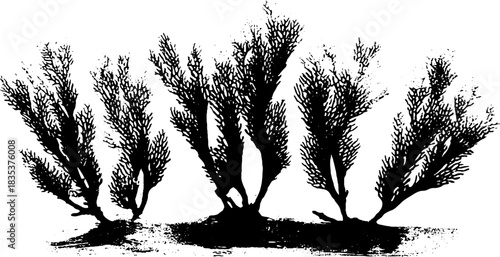 Black and white coastal seaweed illustration for artistic designs