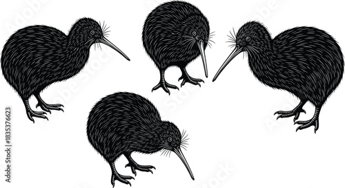 Hand Drawn Engraving Style Illustration of Four Black Kiwi Birds Standing with Long Beaks for Nature, Wildlife, New Zealand Symbolism, and Biology Design