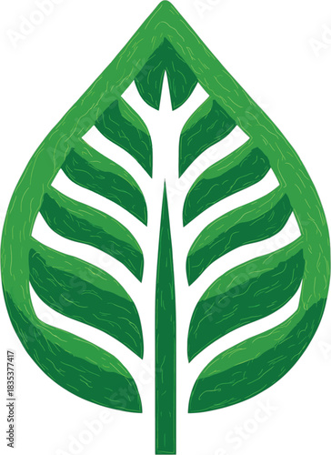 Green leaf with textured veins and serrated edges on white background nature plant