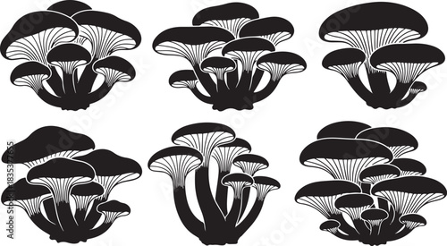 Silhouettes oyster mushroom fungi fungi collection isolated transparent background organic food harvest vector