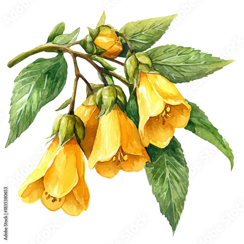 Yellow Archangel Flower, playful watercolor vector depicting lively antics and expressive gestures, isolated on a white background.