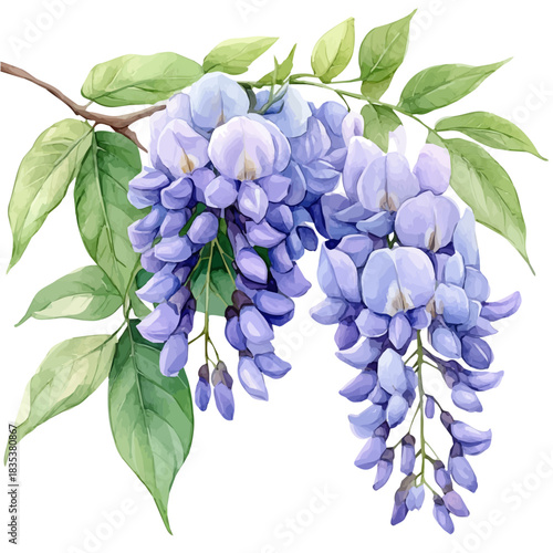 Wisteria Flower, cute watercolor illustration with intricate patterns and vibrant splashes, isolated on a white background.