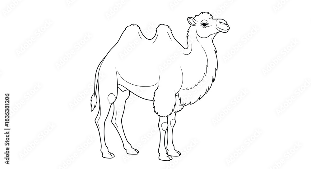 Fototapeta premium Outline illustration of a two-humped camel standing on a white background.