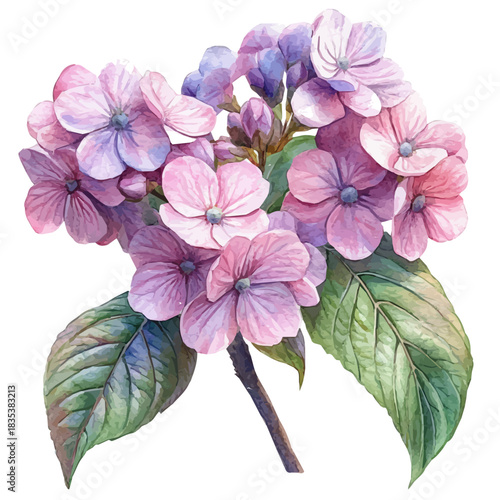 Viburnum Flower, playful watercolor vector depicting lively antics and expressive gestures, isolated on a white background.