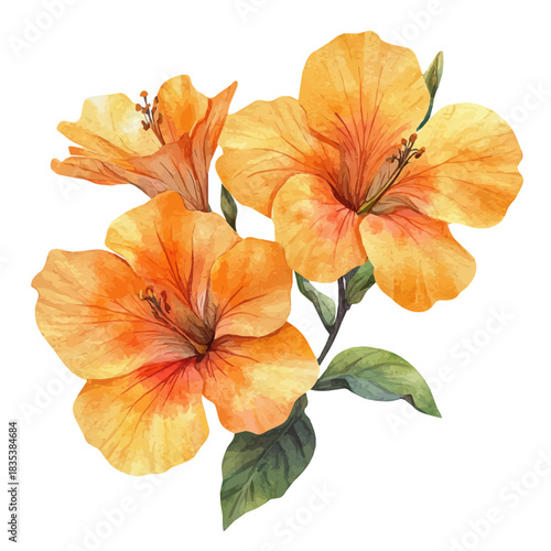 watercolor of Trumpet Creeper Flower draw illustration, isolated on a white background.