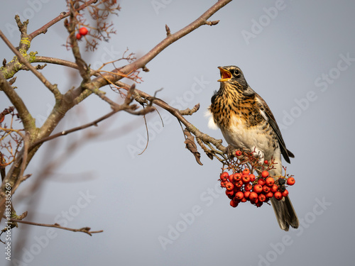 Fieldfare Bird Feeding on Red berries whilst perched on a branch