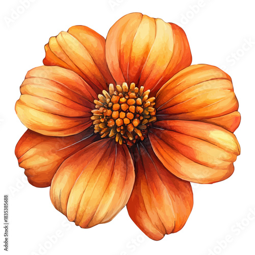 Tithonia Flower, elegant watercolor illustration luminous highlights, isolated on a white background.