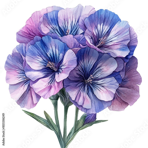 Sweet William Flower, playful watercolor vector depicting lively antics and expressive gestures, isolated on a white background.