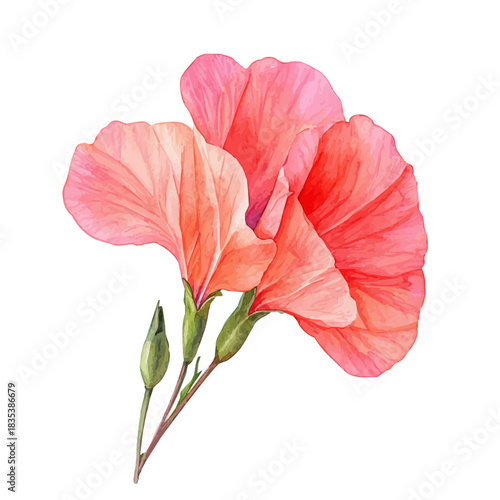 Sweet Pea Flower, elegant watercolor illustration luminous highlights, isolated on a white background.