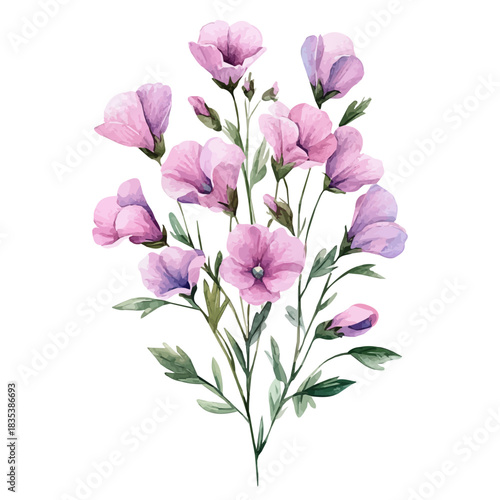 Sweet Pea Flower, elegant watercolor illustration luminous highlights, isolated on a white background.