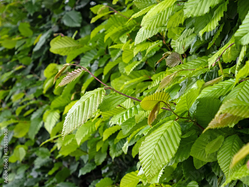 Nahaufnahme der Blätter einer Hainbuche als Bestandteil einer Hecke, Carpinus betulus