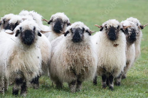 A herd of white sheep with a black beak, nose and ears. Walliser Schwarznase, Black nose sheep.