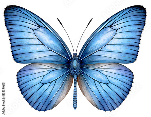 Vibrant Blue Butterfly Resting with Wings Fully Open, Isolated on a Clean Background to Showcase Its Delicate Beauty and Patterns