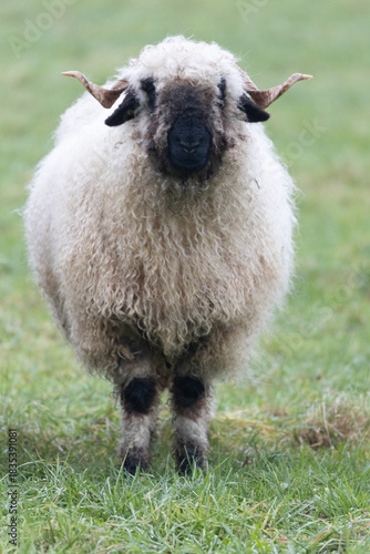 A white sheep with a black mouth, nose and ears. Walliser Schwarznase, Black nose sheep. Right from the front and close up.