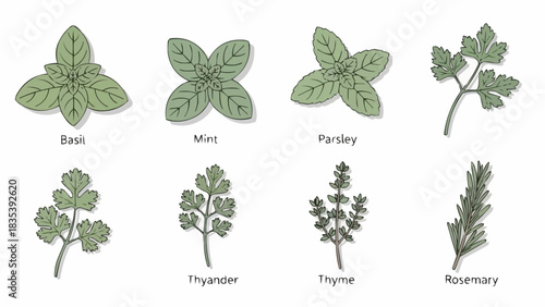 Herb Collection, Fresh Green Leaves, Kitchen, Illustration, Natural Setting, Top View, Culinary Uses