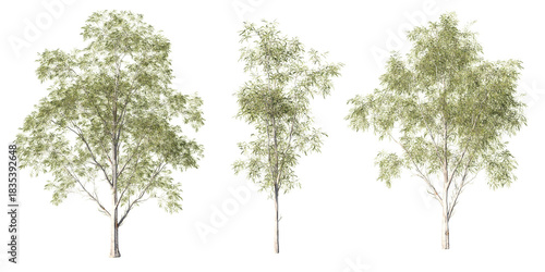 Eucalyptus globulus blue gum trees with slender white trunks and fine green foliage, realistic 3D trio render on light green background for landscape visualization