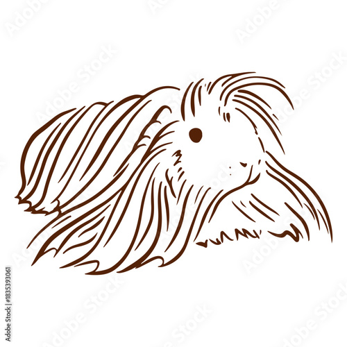 Guinea pig long hair doodle