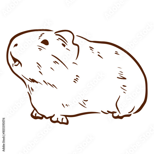 Side guinea pig doodle