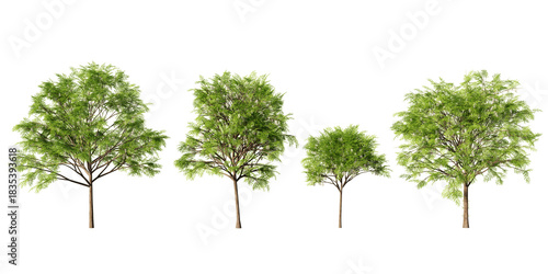 Honey locust trees in spring with fresh green foliage and white blossoms, four realistic 3D renders isolated on light green background for landscape visualization