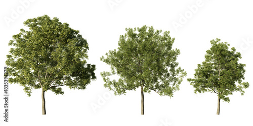 Manna ash trees in lush green summer foliage, three Fraxinus ornus with rounded crowns and slender trunks, realistic 3D render isolated on light green background
