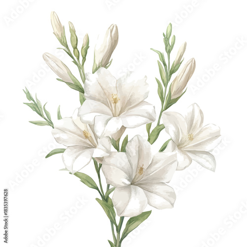 Tuberose Flower, watercolor illustration featuring soft shadows and luminous, isolated on a white background.
