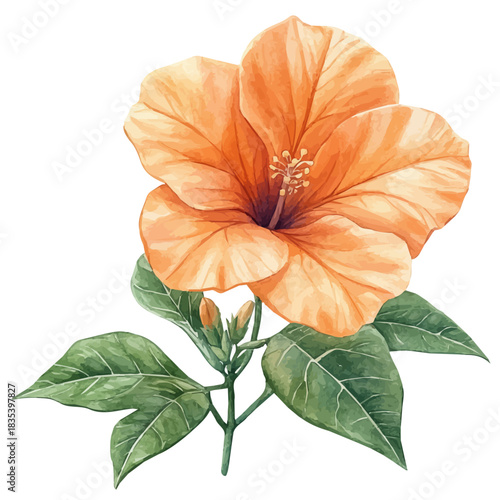 watercolor of Trumpet Creeper Flower draw graphic, isolated on a white background.