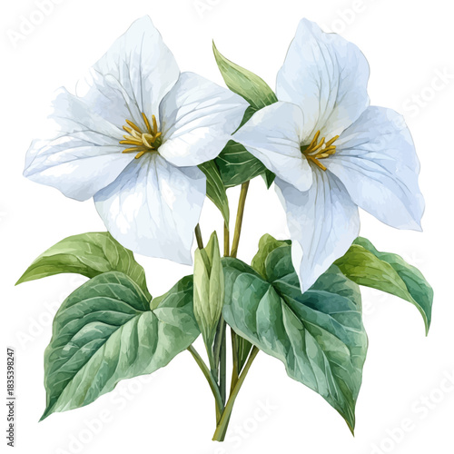 фотографія Trillium Flower, watercolor clipart showing delicate textures and whimsical forms, isolated on a white background