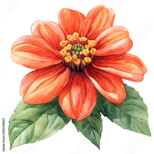 watercolor of Tithonia Flower painting, isolated on a white background.