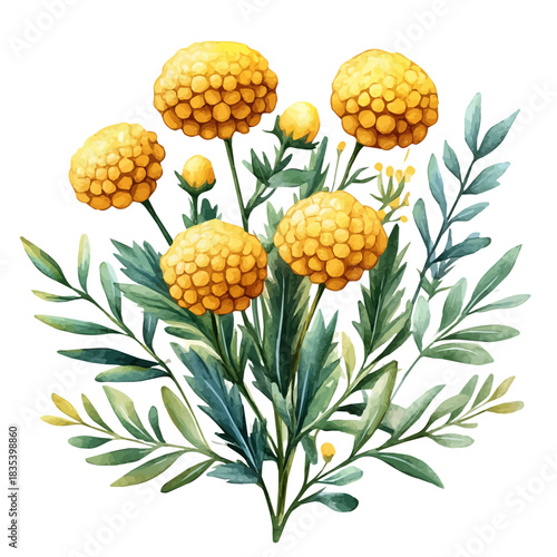 Tansy Flower, watercolor illustration featuring soft shadows and luminous, isolated on a white background.