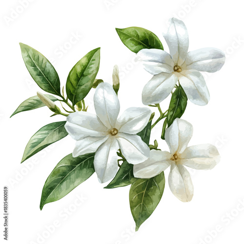 watercolor of Stephanotis Flower draw graphic, isolated on a white background.