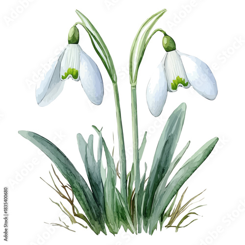 Snowdrop Flower, watercolor illustration featuring soft shadows and luminous, isolated on a white background.