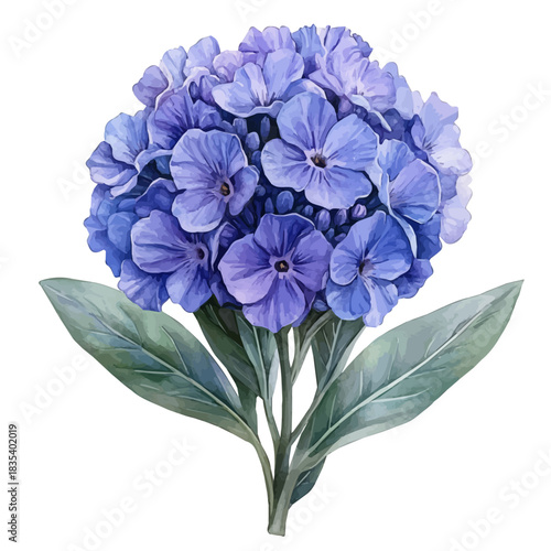 Sea Lavender Flower, watercolor illustration featuring soft shadows and luminous, isolated on a white background.