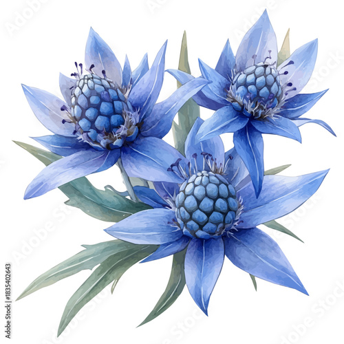 Sea Holly Flower, watercolor illustration featuring soft shadows and luminous, isolated on a white background.
