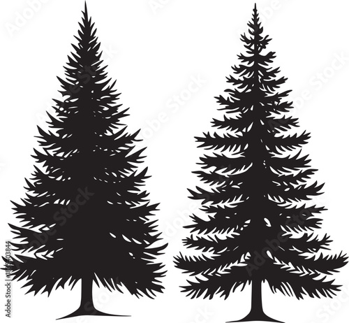 Two tall, slender evergreen trees with dense, needle-like foliage against a white background.