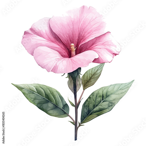 Rock Rose Flower, watercolor illustration featuring soft shadows and luminous, isolated on a white background.