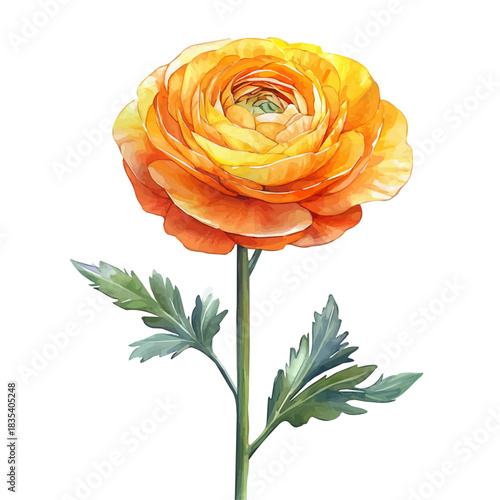 Ranunculus Flower, watercolor illustration featuring soft shadows and luminous, isolated on a white background.