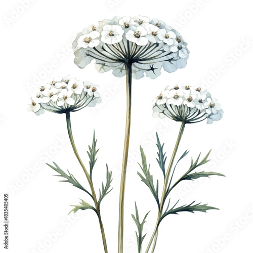 watercolor of Queen Annes Lace Flower draw graphic, isolated on a white background.